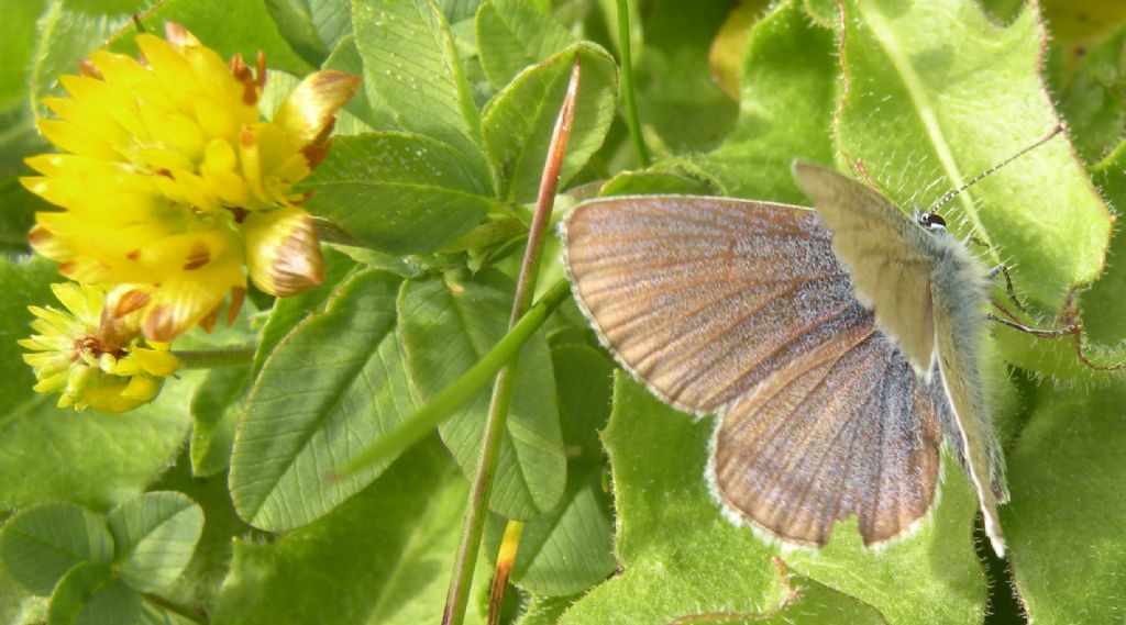 PN Gran Paradiso: Lycaenidae